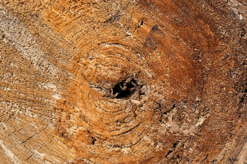 texture of tree stump. organic and natural pattern.