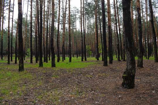 Beautiful pine forest. Nature in summer.