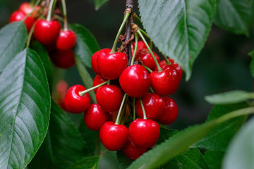 Red tasty sweet juicy Cherry on the tree in the sunny garden