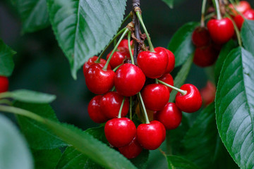 Red tasty sweet juicy Cherry on the tree in the sunny garden