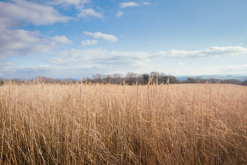 Obraz premium grass and sky