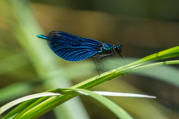 Blue distaff in a close up