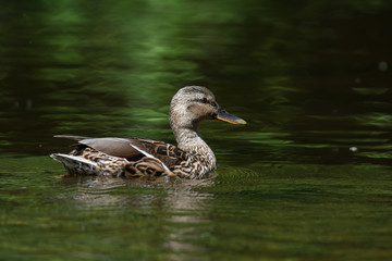 Mallard in a creek in Sweden