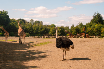 ostrich and giraffes