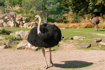 ostrich in zoo