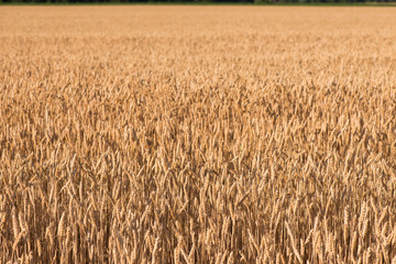 wheat field. beautiful field. spikelets of wheat. wheat harvest
