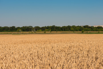 wheat field. beautiful field. spikelets of wheat. wheat harvest