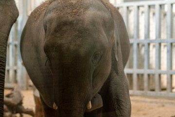 elephant in zoo