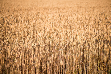 wheat field. beautiful field. spikelets of wheat. wheat harvest