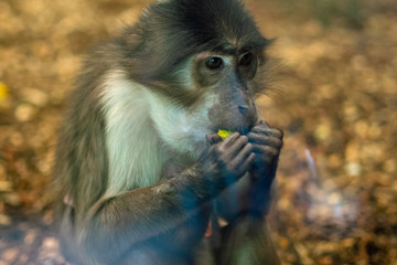 monkey having lunch