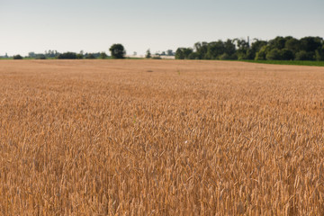 wheat field. beautiful field. spikelets of wheat. wheat harvest