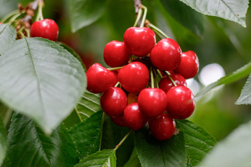Red tasty sweet juicy Cherry on the tree in the sunny garden