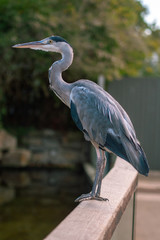 great blue heron