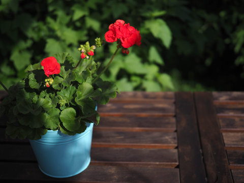 Red Garden Flowers Of Pelargonium