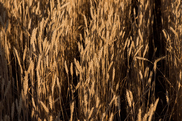 wheat field. beautiful field. spikelets of wheat. wheat harvest