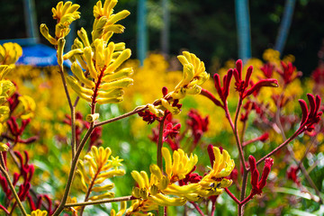 Red and yellow plants in the garden