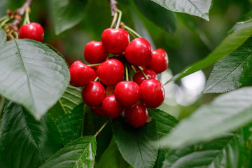 Red tasty sweet juicy Cherry on the tree in the sunny garden