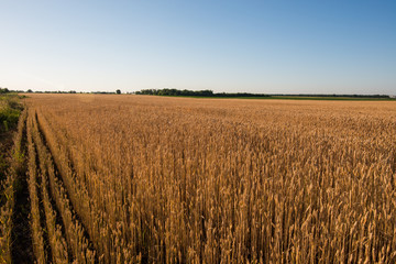 wheat field. beautiful field. spikelets of wheat. wheat harvest