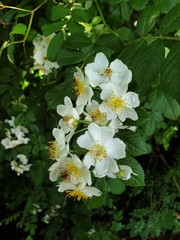 white flowers in garden