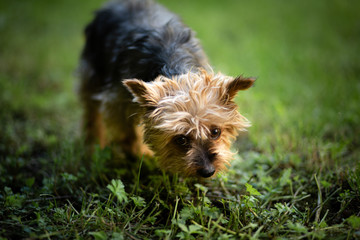 yorkshire terrier in the grass