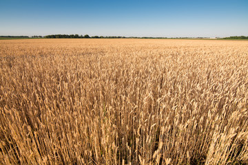 wheat field. beautiful field. spikelets of wheat. wheat harvest