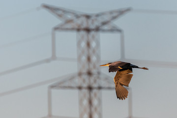 Heron flying near the power line.