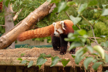 red panda in forest