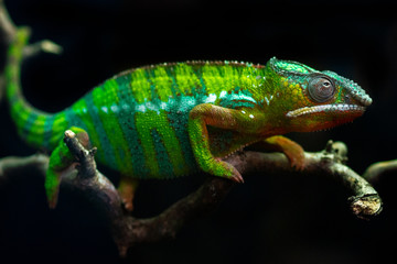 chameleon on a branch