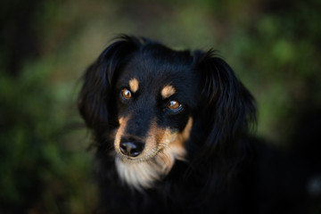 Fototapeta premium portrait of a dog