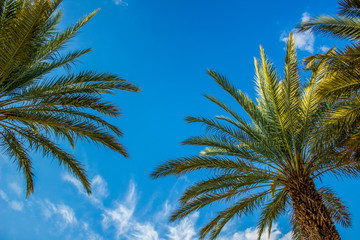Fototapeta na wymiar tropic natural scenery landscape photography of palm trees green branches foreshortening from below on bright blue sky with white clouds background 
