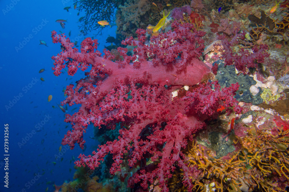 Poster Coral and fish