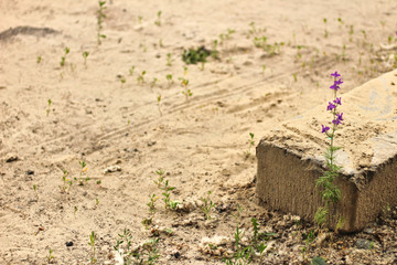 single blue flower against a background of rectangular stone and sand
