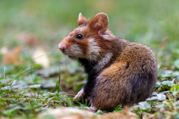 Eine Nahufnahme eines jungen Hamsters welcher seitlich sitzt