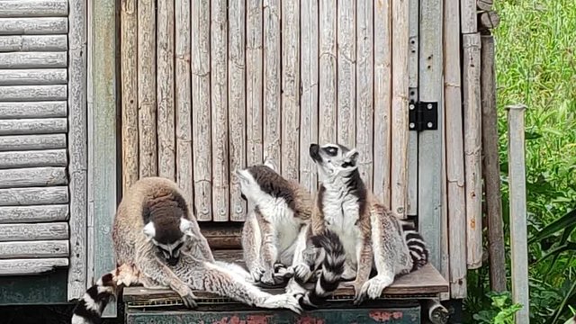Three ring-tailed lemurs are sitting on the porch of a forest house and cleaning themselves thoroughly.