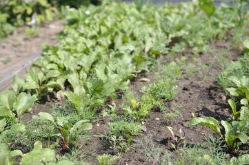 young sprouts of onions