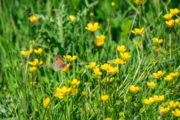 Meadow brown butterfly (maniola jurtina) collecting nectar pollen from vibrant yellow buttercup flowers