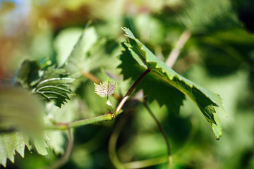 The young shoots of grapes began their journey to become wine. Grapevine