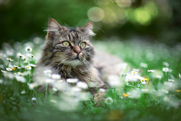 Cat enjoys spring in the garden. Cat outtdoor between flowers.