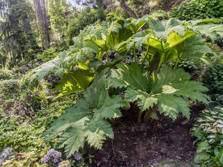 Giant Rhubarb shrub