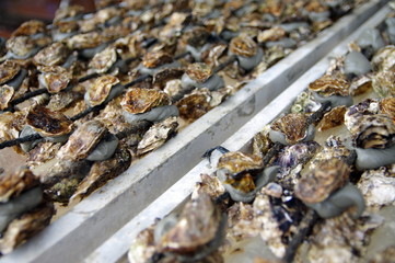 huitres en évelages en suspension 