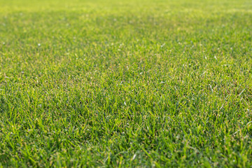 Green grass lawn or football field close up.