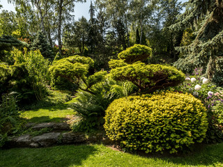 Evergreen shrubs and pine trees