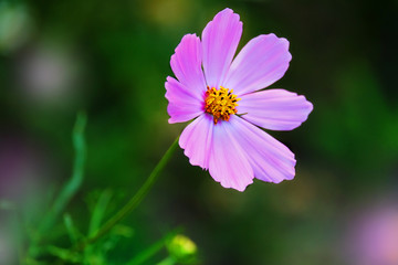 Obraz premium Elegant and simple cosmos flower