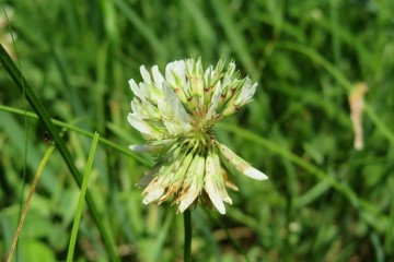 Beautiful white clover flower in the meadow, closeup
