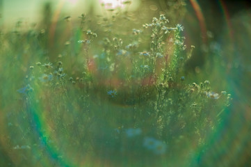 Fototapeta premium Chamomile flowers field wide background in sun light. Summer Daisies. Beautiful nature scene with blooming medical chamomilles. Alternative medicine. Camomile Spring flower background. soft lens flare