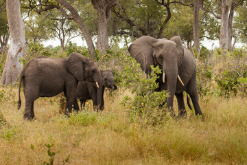 Naklejka na ściany i meble Clsoe up of African Bush Elephants walking on the road in wildlife reserve. Maasai Mara, Kenya, Africa.
