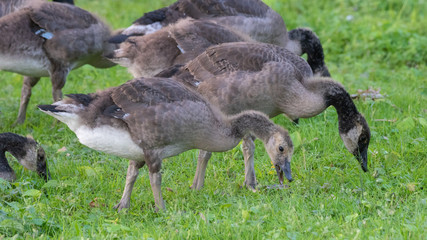 Baby Canada Goose