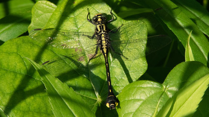 Fototapeta premium Dragonfly