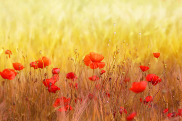 Obrazy na Szkle  Zdjęcie krajobrazu pięknych czerwonych kwiatów maków na polu