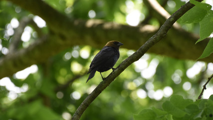 Brown Headed Bird